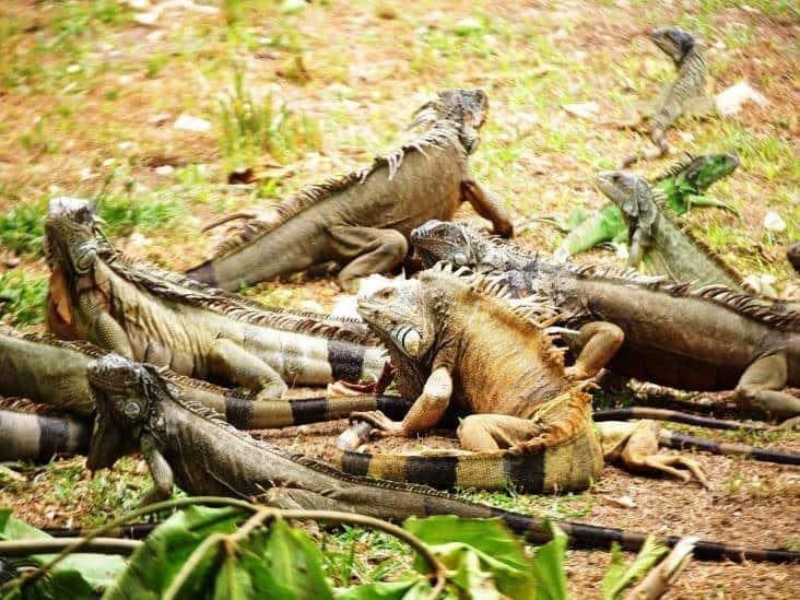 Esto sucedió con las iguanas del Paseo Ribereño de Coatzacoalcos tras su remodelación