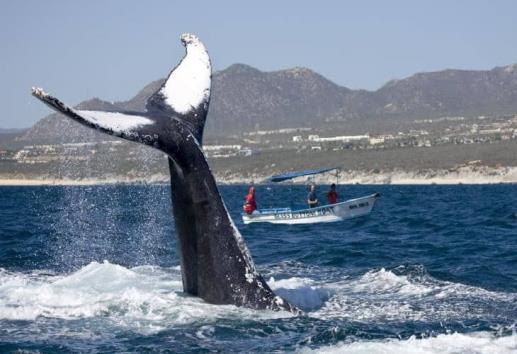 Antes era la cacería ahora este es el riesgo más letal para las ballenas