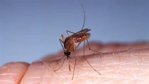 Mosquitos letales: ¿Qué es el virus oropouche y cuáles sus síntomas?