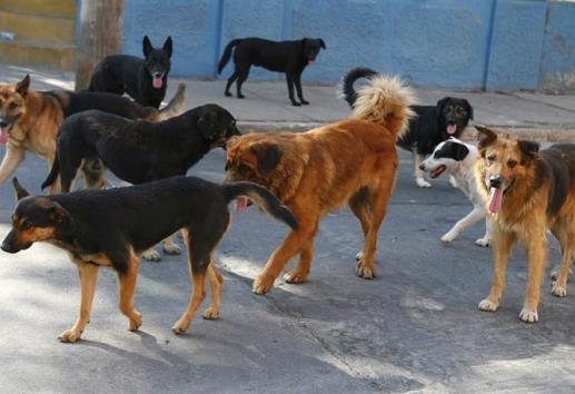 Activistas llaman a frenar el abandono y la tenencia irresponsable de mascotas en Misantla