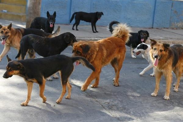 Activistas llaman a frenar el abandono y la tenencia irresponsable de mascotas en Misantla