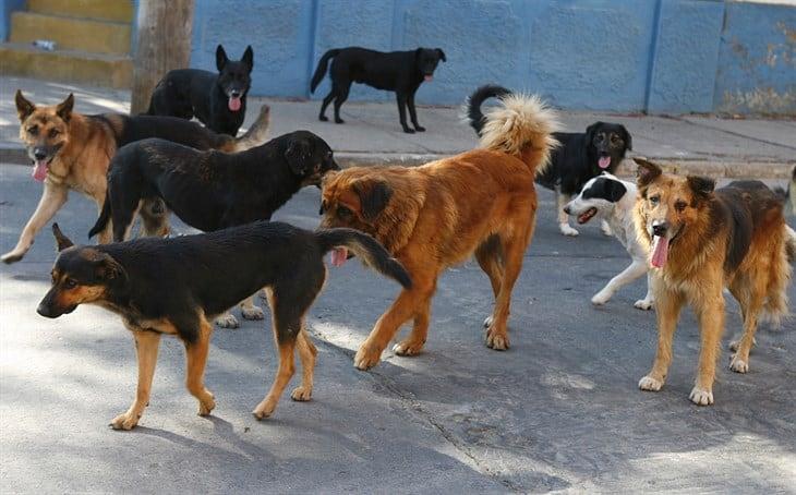 Activistas llaman a frenar el abandono y la tenencia irresponsable de mascotas en Misantla