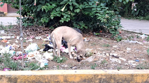 Activistas llaman a frenar el abandono y la tenencia irresponsable de mascotas en Misantla