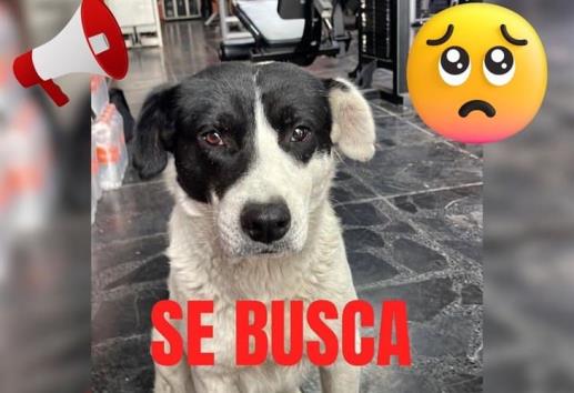 Buscan a Nando, perrito callejero querido por clientes del Zero Gym Xalapa