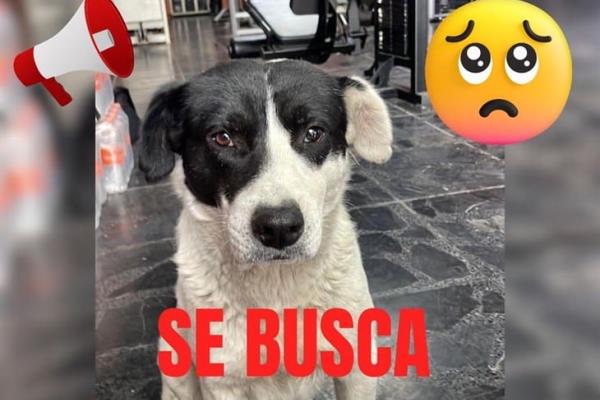 Buscan a Nando, perrito callejero querido por clientes del Zero Gym Xalapa