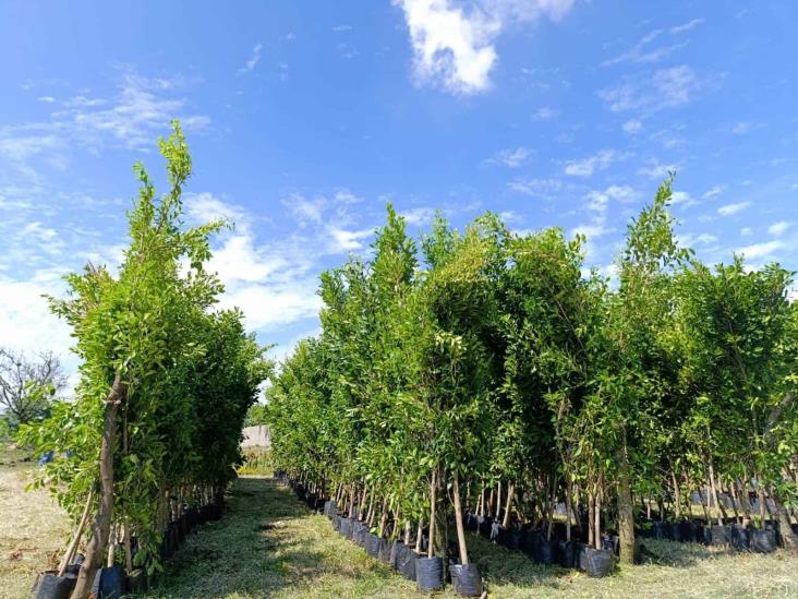 Habrá campaña de reforestación en Río Blanco; así puedes participar