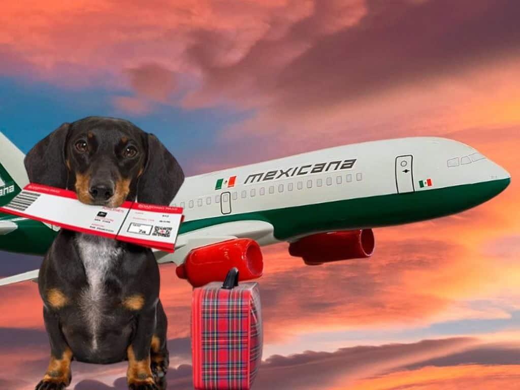 Mexicana de Aviación ofrece descuento de 50% en transportación de mascotas, aquí los requisitos