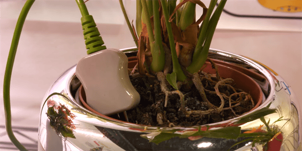 ¡Increíble! Este nuevo invento te permite “hablar” con tus plantas: Así te avisan cuando debes regarlas | VIDEO