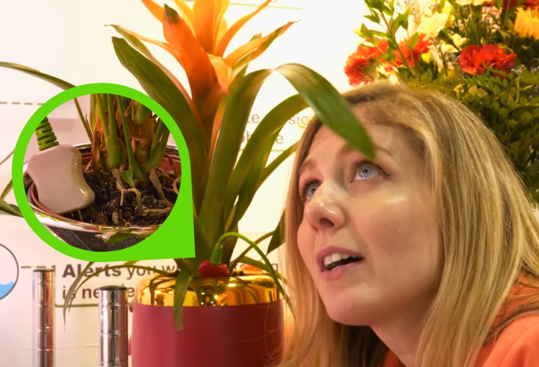 ¡Increíble! Este nuevo invento te permite “hablar” con tus plantas: Así te avisan cuando debes regarlas | VIDEO