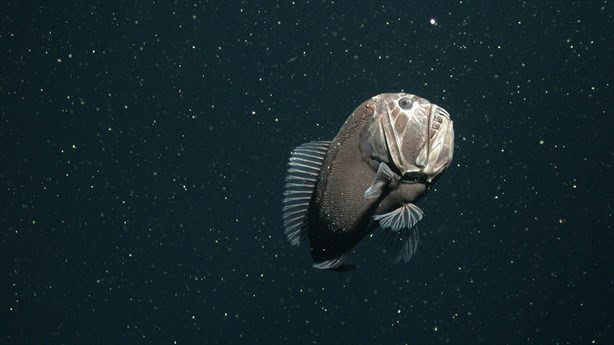 Las tres criaturas más aterradoras que viven en el fondo del mar