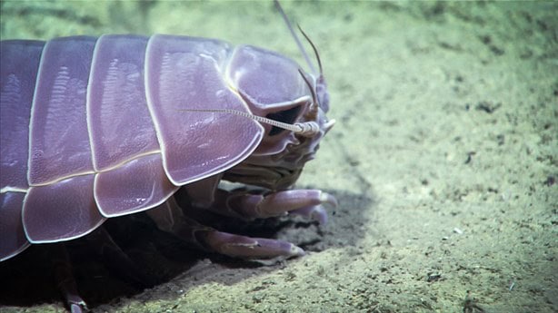 Las tres criaturas más aterradoras que viven en el fondo del mar