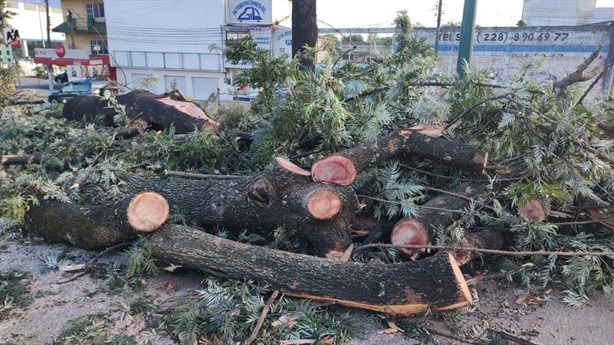 Sigue la tala de árboles en Xalapa; ¿ahora en el Parque de los Tecajetes?, esto sabemos