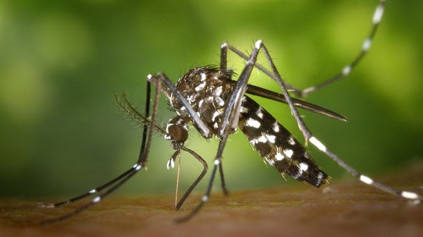 3 medidas que México aplica contra el dengue; dos las desconocías