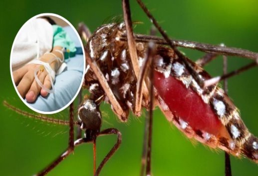 3 medidas que México aplica contra el dengue; dos las desconocías