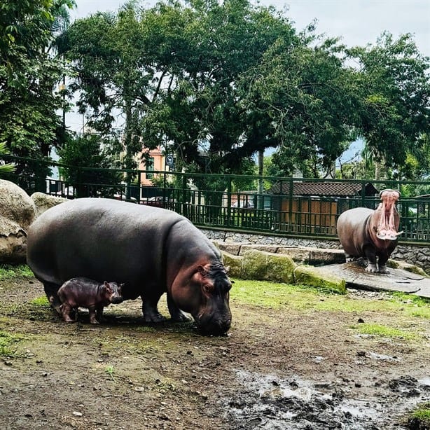 ¡Ternurita! Nace cría de hipopótamo en Orizaba