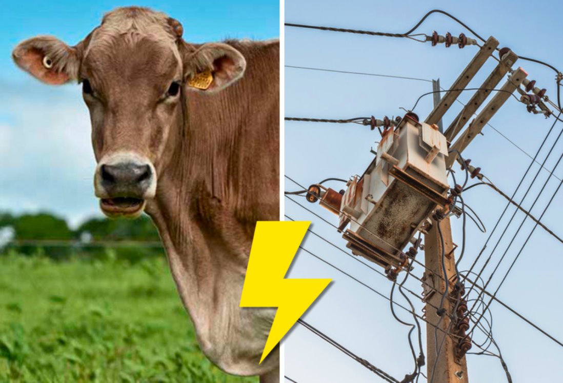 Mueren electrocutadas siete vacas en San Andrés Tuxtla por caída de poste de CFE