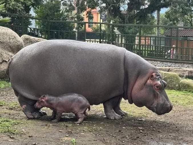 Nace cría del hipopótamo rescatado en Las Choapas en 2018