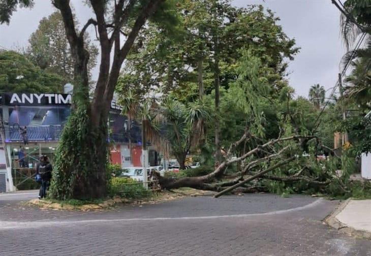 En Xalapa, árbol cae y bloquea el Paseo de las Palmas, en Las Animas