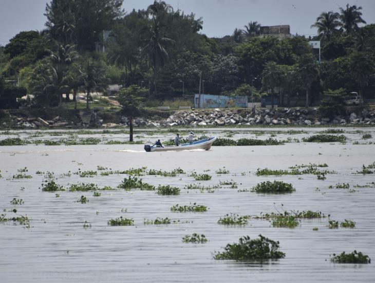 Lirio y palotada merman captura de especies marinas en Coatzacoalcos ¡pescadores en crisis!