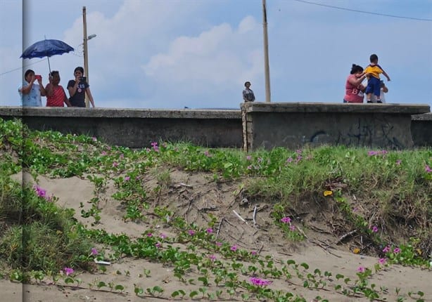 Coatzacoalcos disfruta del avistamiento de delfines en el Malecón