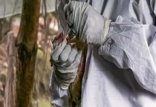 Atienden en México brote de influenza aviar; 14 aves infectadas fallecieron