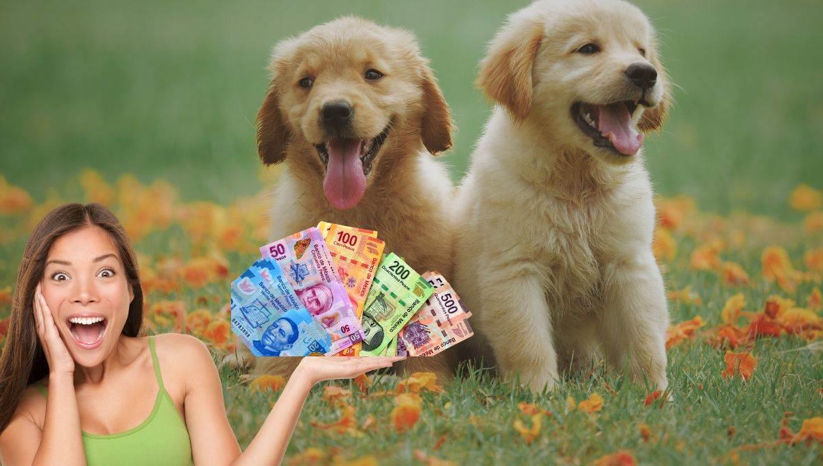 ¿Cuánto vale el perro más caro del mundo en pesos mexicanos?