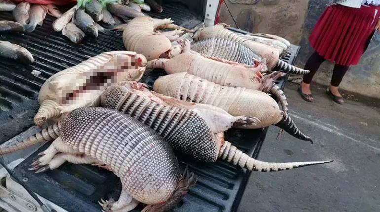 Continúa venta en linea ilegal de armadillos en Agua Dulce