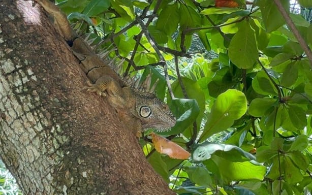 UV Coatzacoalcos: desde iguanas a mapaches; estas son las especies que habitan en el campus universitario