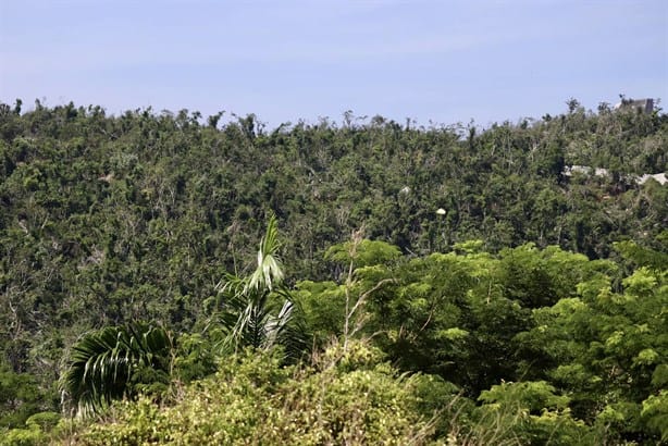 Estudiantes de Coatzacoalcos reforestaron Acapulco tras huracán Otis con novedoso método