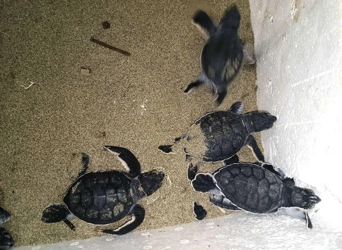 Liberan más de 100 tortugas en costas de Coatzacoalcos y  Villa Allende l VIDEO