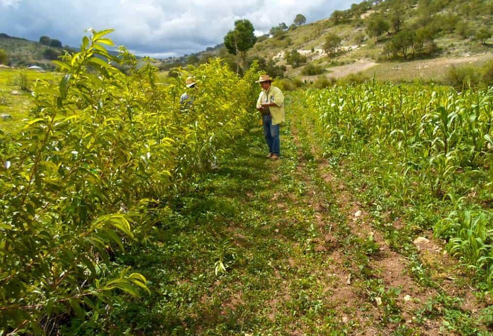 CAFÉ DE MAÑANA: EL CAMPO FUENTE DE TRABAJO; LA ARTICULACIÓN DE DEPENDENCIAS