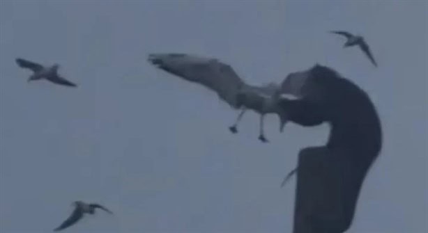 Mono caza de manera aterradora a una gaviota y se vuelve viral | VIDEO