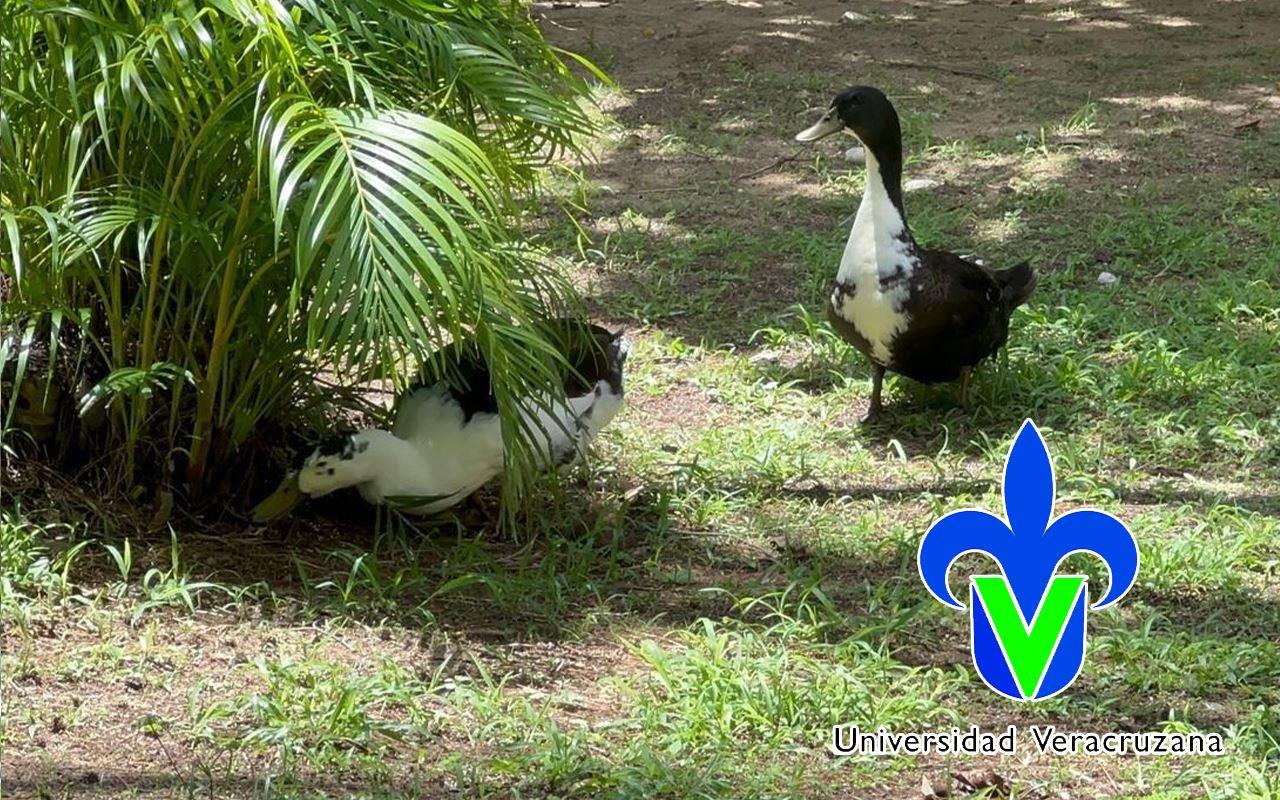 UV Coatzacoalcos: desde iguanas a mapaches; estas son las especies que habitan en el campus universitario