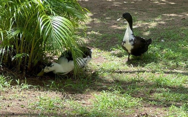 UV Coatzacoalcos: desde iguanas a mapaches; estas son las especies que habitan en el campus universitario