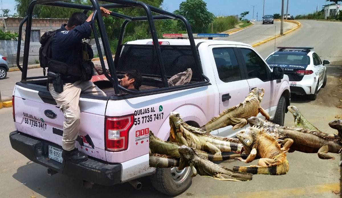 Capturan a presunto traficante de iguanas en Coatzacoalcos; llevaba 10 en un costal