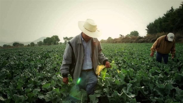 En este 2024 México se convirtió en el segundo exportador de chile y limón del mundo