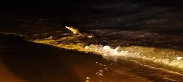 Sorprende presencia de cocodrilo en la playa de Coatzacoalcos ¿pueden vivir en el mar? | VIDEO