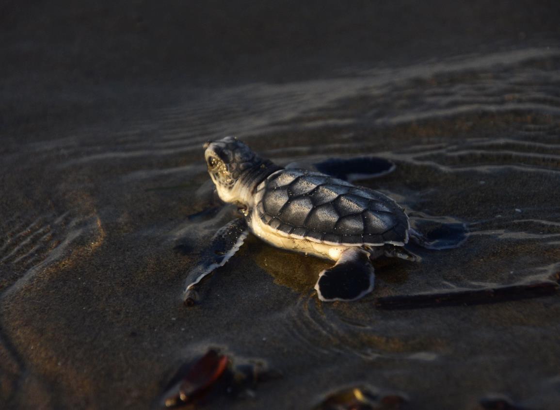 Vuelven a liberar tortugas en Coatzacoalos ¿cuántas llegaron al mar esta vez? l VIDEO