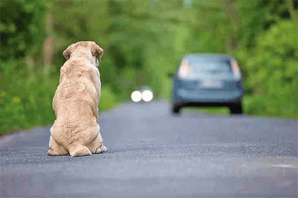 ¿De cuánto es la multa o sanción por abandonar perros en Veracruz?