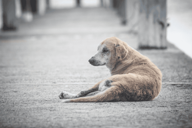 ¿De cuánto es la multa o sanción por abandonar perros en Veracruz?