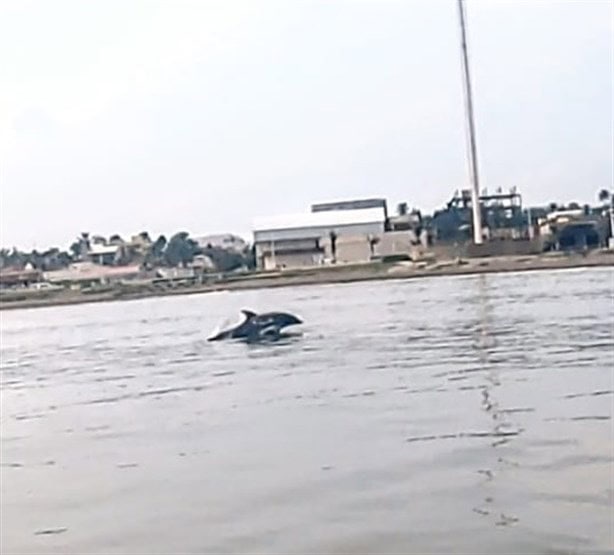 Promueven turismo con pesca y avistamiento de delfines en Coatzacoalcos