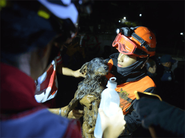 ¡Un milagro! rescatan a perro atrapado en deslave de vivienda en Xalapa 