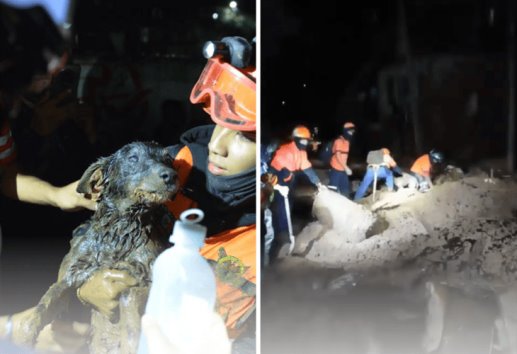 ¡Un milagro! rescatan a perro atrapado en deslave de vivienda en Xalapa 