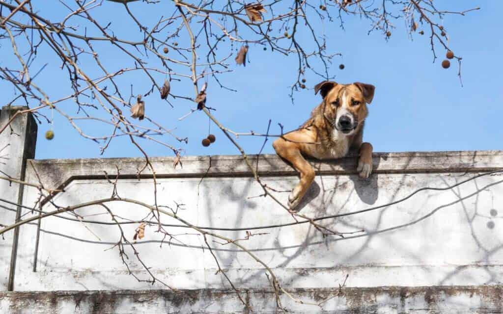 ¿Tener a un perro en la azotea de la casa es delito? Te decimos