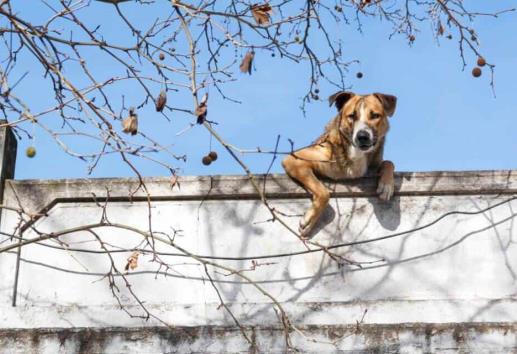 Café Jarocho: Urge atender protección animal en el estado de Veracruz

