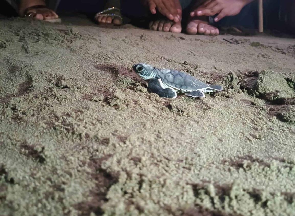 Debido a inclemencias del tiempo posponen liberación de tortugas en Coatzacoalcos para este día