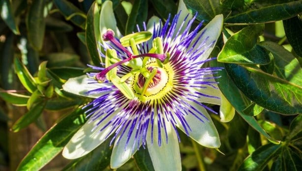 La planta medicinal que ayuda para la ansiedad; perfecta para el sueño