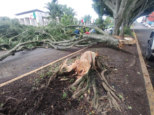 Viento en Xalapa derriba árbol de 20 metros frente al Congreso de Veracruz