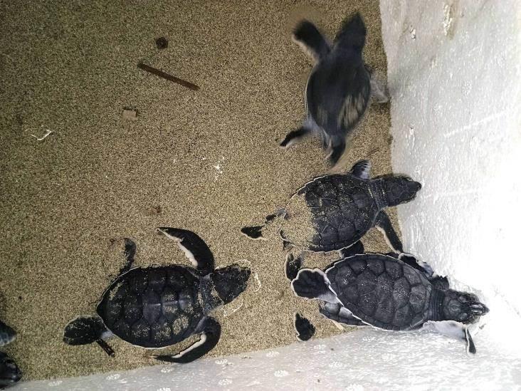 Liberarán tercer nido de tortugas en Coatzacoalcos por parte de Caretta MX