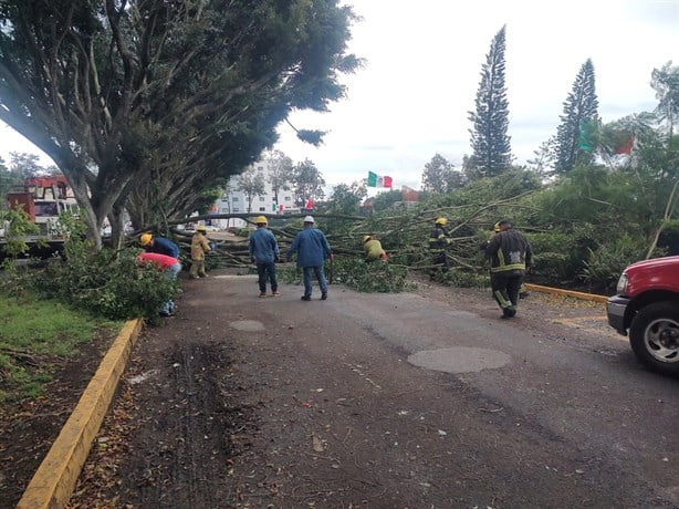 Viento en Xalapa derriba árbol de 20 metros frente al Congreso de Veracruz